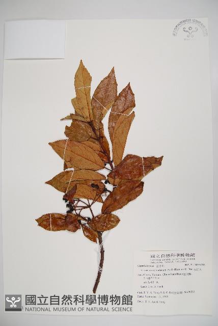 水紅木藏品圖，第1張