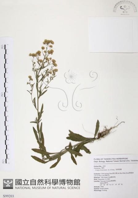 美洲假蓬藏品圖，第1張