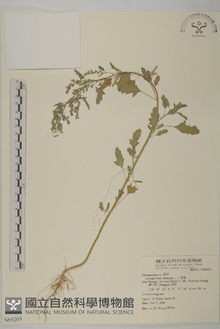 小葉藜藏品圖，第1張