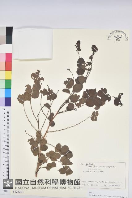 紅仔珠藏品圖，第1張