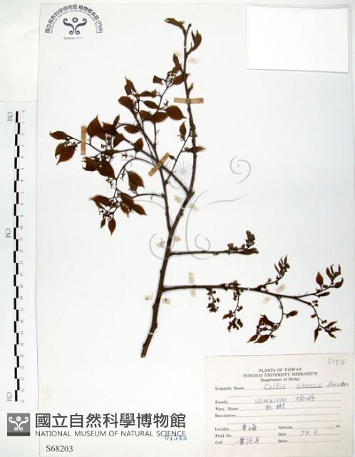 朴樹藏品圖，第1張