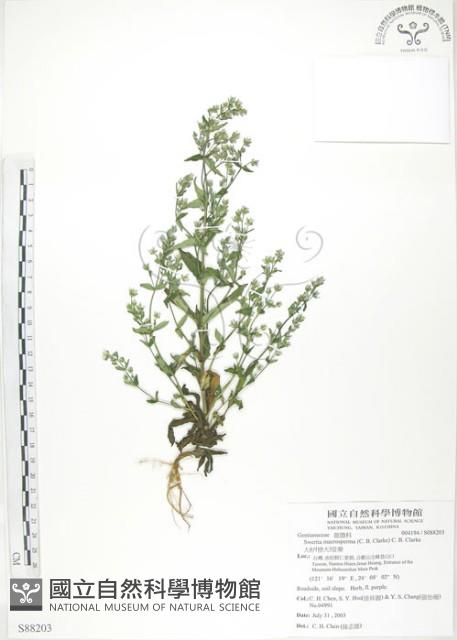 大籽當藥、巒大當藥藏品圖，第1張