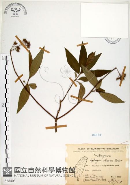 華八仙藏品圖，第1張