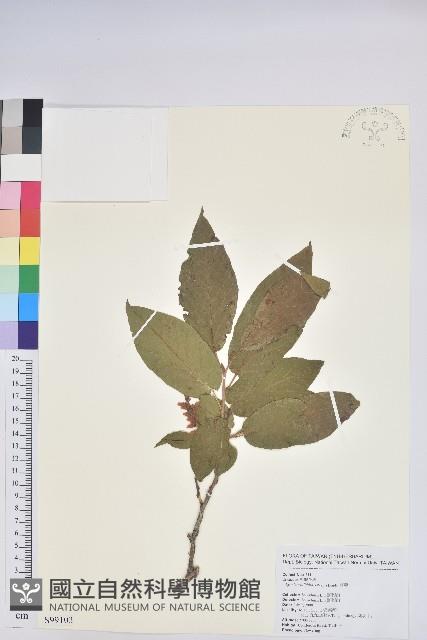 南燭藏品圖，第1張