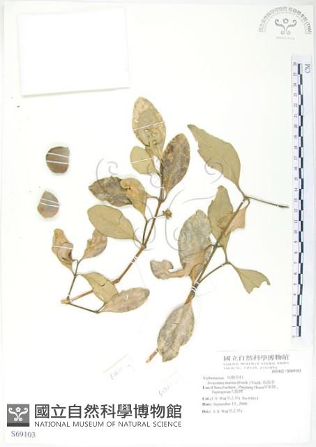 海茄苳藏品圖，第1張