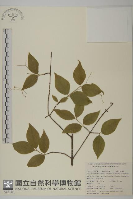 長梗衛矛藏品圖，第1張