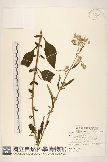 一枝香藏品圖，第1張