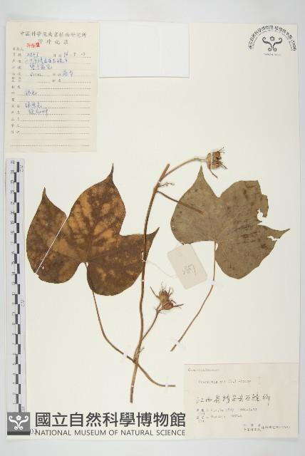 裂葉牽牛藏品圖，第1張