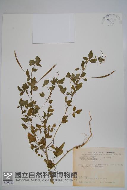 平伏莖白花菜、成功白花菜藏品圖，第1張