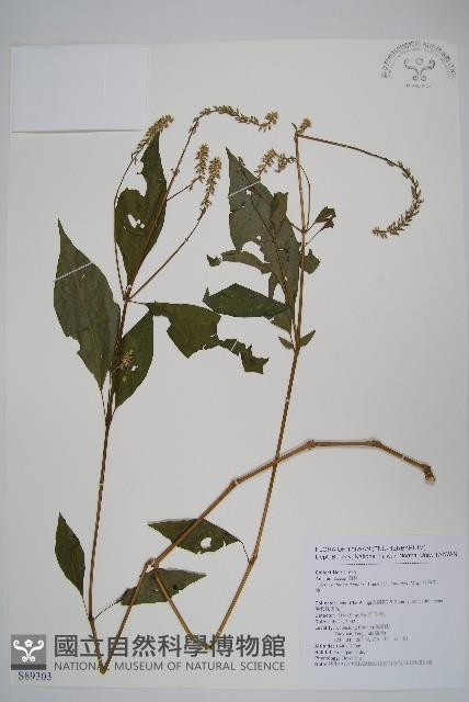 日本牛膝藏品圖，第1張