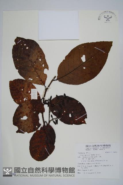 尼泊爾赤楊藏品圖，第1張