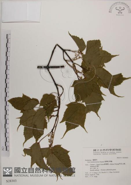 臺灣紅榨槭藏品圖，第1張