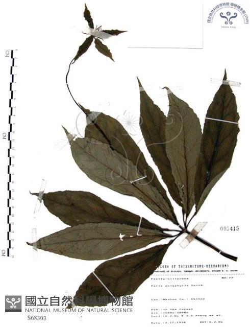 七葉一枝花藏品圖，第1張