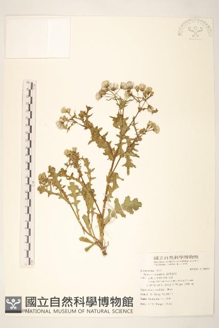 歐洲黃菀藏品圖，第1張