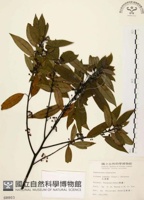 山胡椒藏品圖，第1張