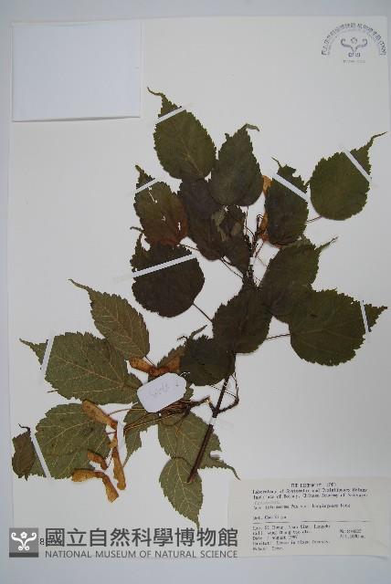 蒿蘋四蕊槭藏品圖，第1張