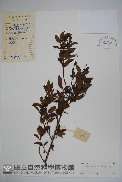 密毛假黃楊藏品圖，第1張