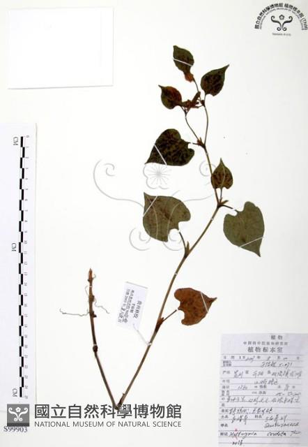 臭腥草、蕺菜藏品圖，第1張