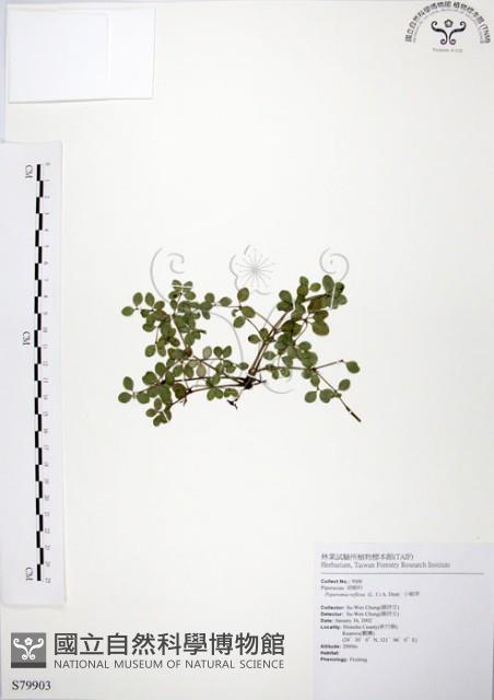 小椒草藏品圖，第1張