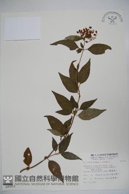 狹葉莢迷藏品圖，第1張