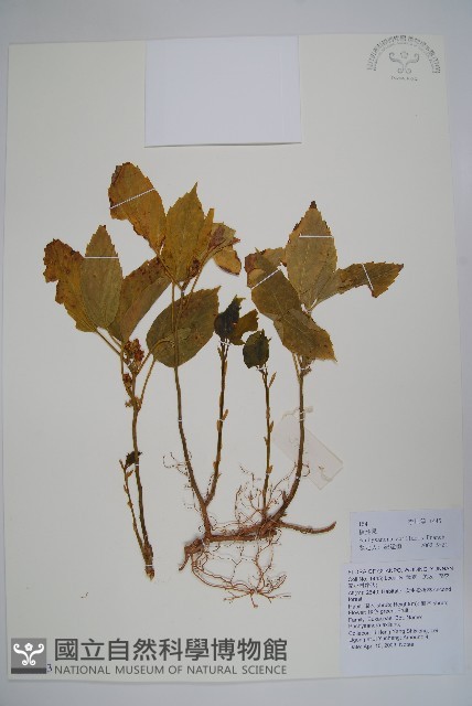 三角咪草藏品圖，第1張