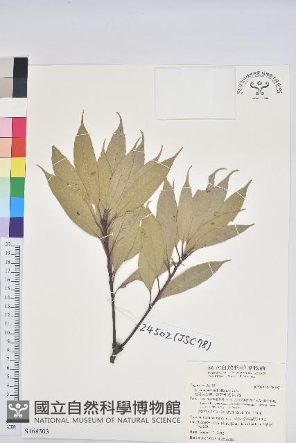 短尾葉石櫟、嶺南柯`東南石櫟藏品圖，第1張