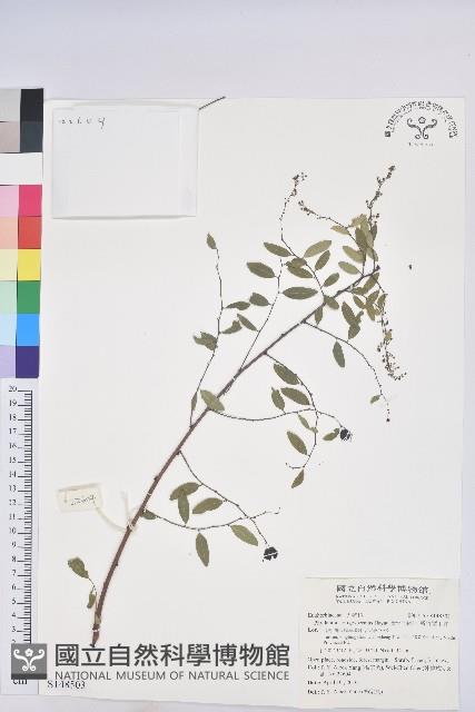 新竹油柑、新竹葉下珠藏品圖，第1張