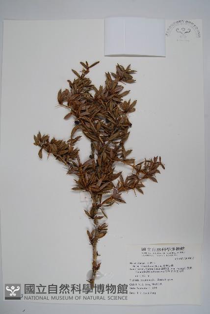 登錄號:S069613藏品圖，第1張