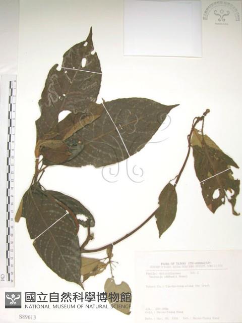 水冬瓜藏品圖，第1張