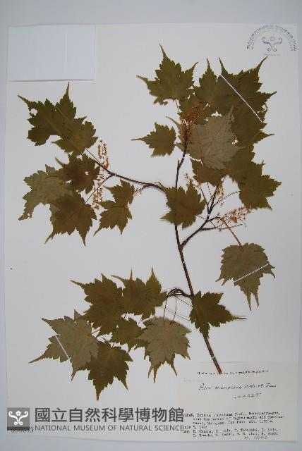 塔槭藏品圖，第1張