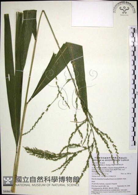 棕葉狗尾草藏品圖，第1張