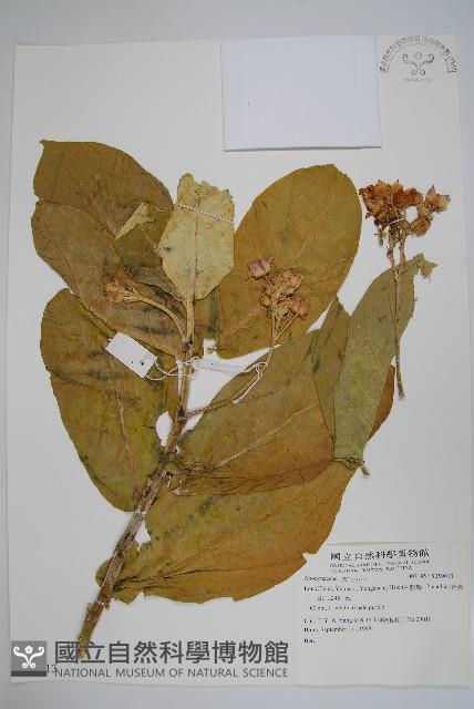 登錄號:S059013藏品圖，第1張