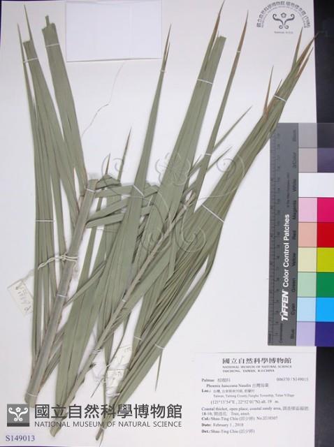 台灣海棗藏品圖，第1張