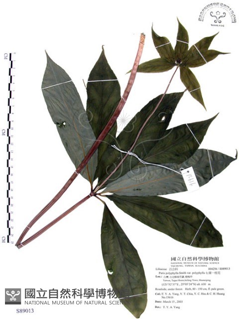 七葉一枝花藏品圖，第1張