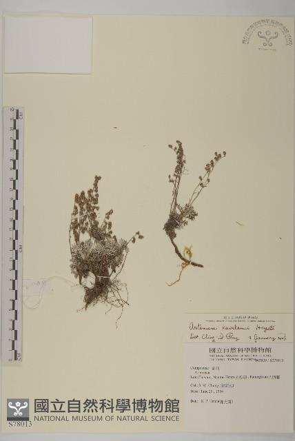 山艾藏品圖，第1張