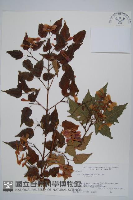 山楂葉槭藏品圖，第1張