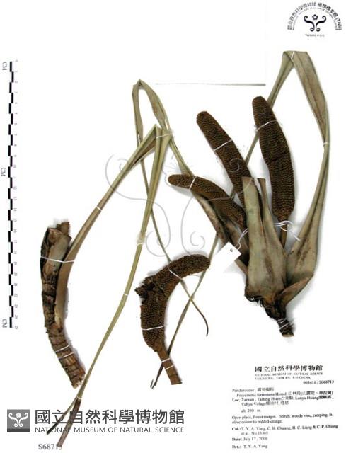 山露兜、山林投、林投舅藏品圖，第1張