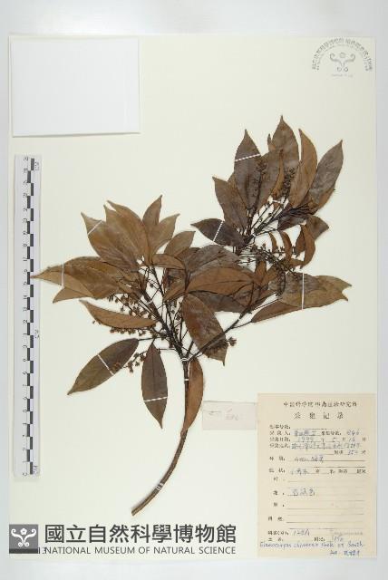 華杜英藏品圖，第1張