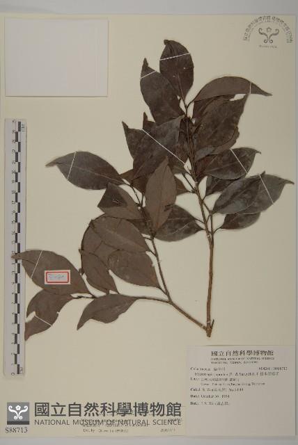 福建賽衛矛、福建假衛矛藏品圖，第1張