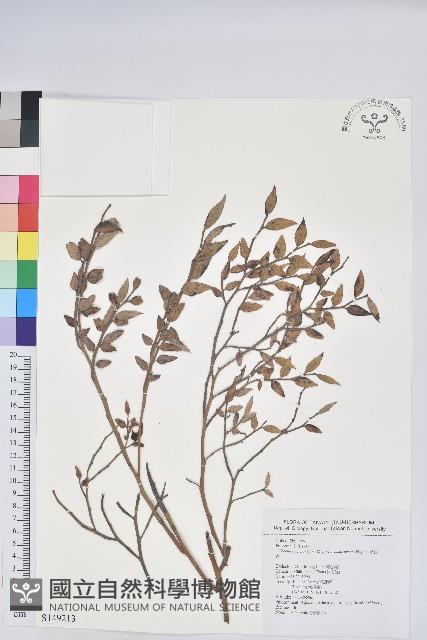 毛蕊花藏品圖，第1張