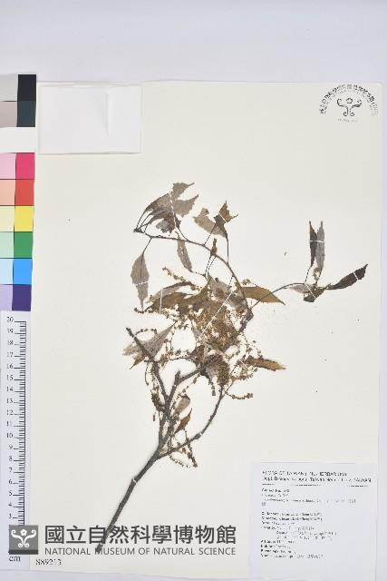 青剛櫟、鐵椆藏品圖，第1張