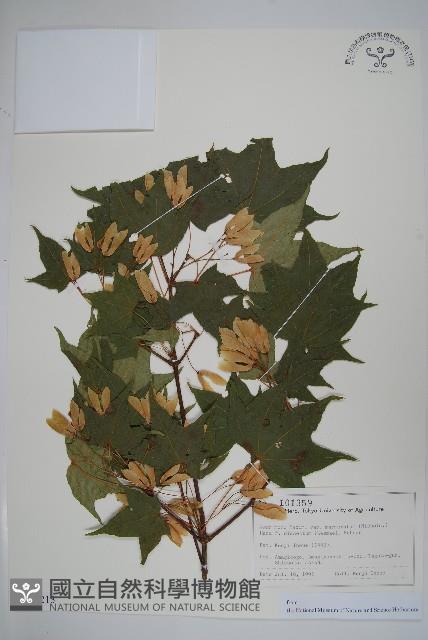 登錄號:S128213藏品圖，第1張