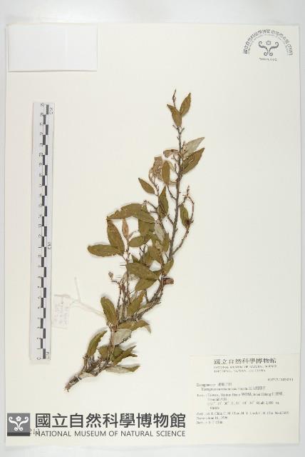 玉山胡頹子藏品圖，第1張