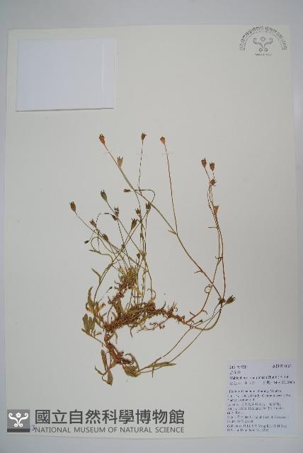 細葉蘭花參藏品圖，第1張