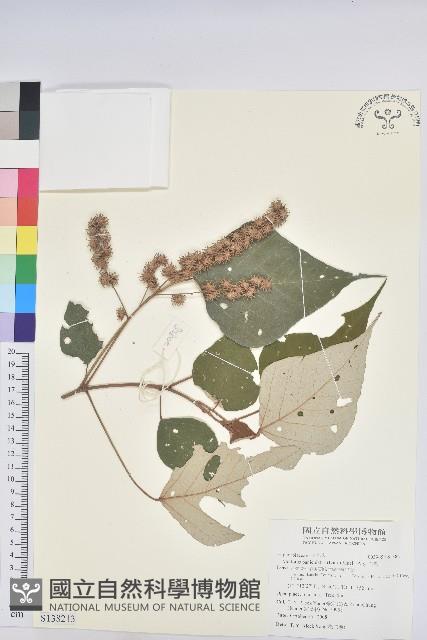 白匏子藏品圖，第1張