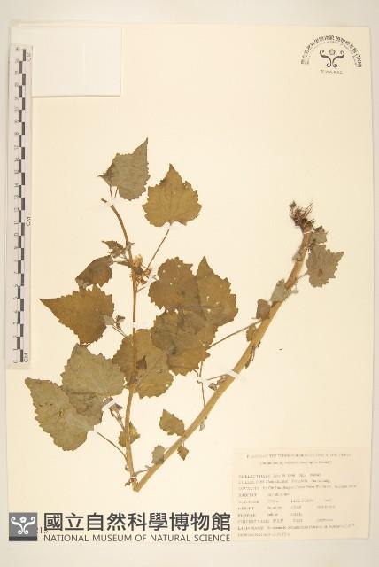 蒲儿根藏品圖，第1張