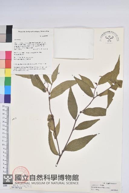 草沉香藏品圖，第1張