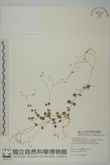 荷蓮豆草、菁芳草藏品圖，第1張