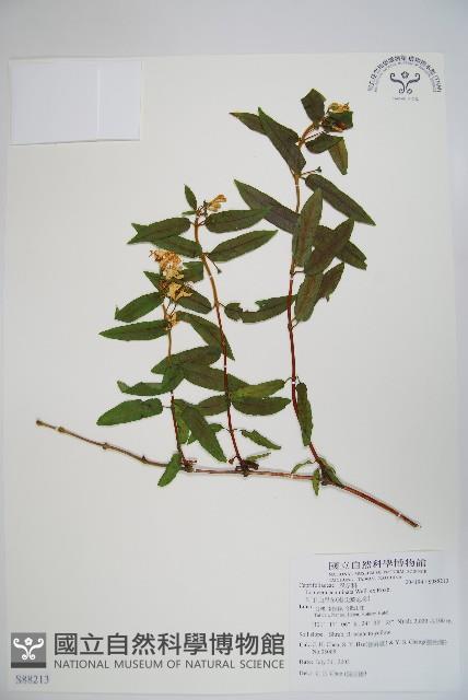 阿里山忍冬、漸尖葉忍冬藏品圖，第1張