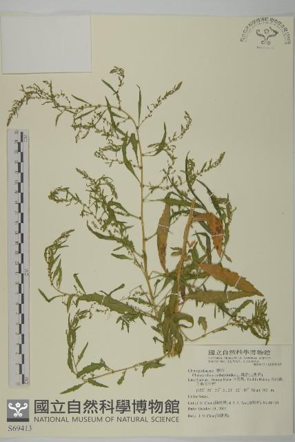 臭杏、土荊芥藏品圖，第1張